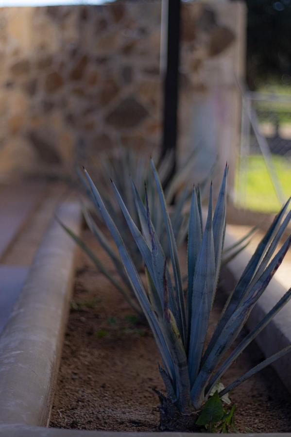 Catrina Valle - Ubicacion 10 Valle de Guadalupe Kültér fotó